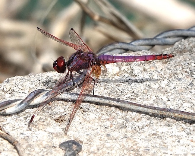 violet dropwing